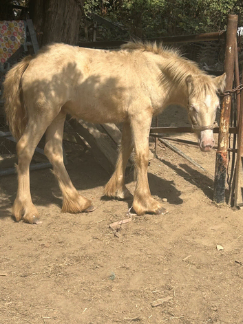 Lovely filly
