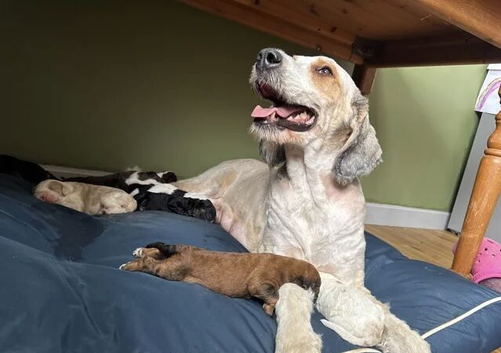 Championed Lovingly Raised Bernedoodle Puppies
