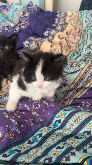 4 cute and mischievous kittens looking for their forever homes