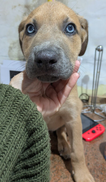 Rottweiler x boerboel