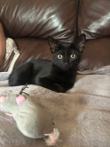 Kitten