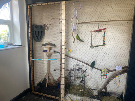 2 female kakarikis