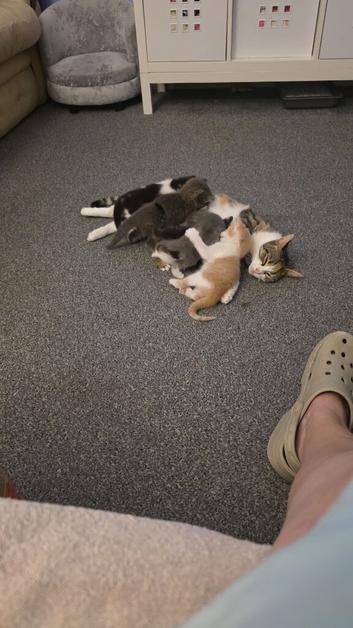 Kittens