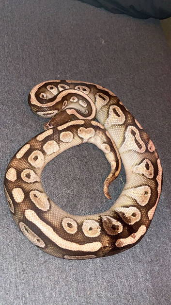 ball python for sale with tank and set up
