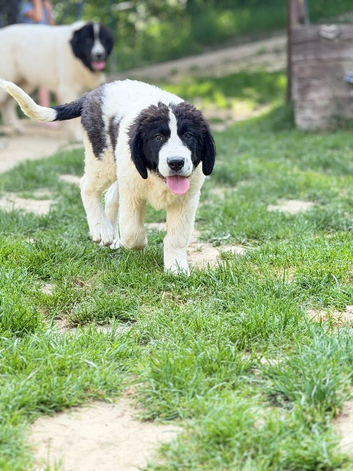Newfoundland landseer type