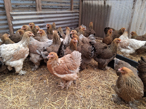 Brahma pullets 18weeks old