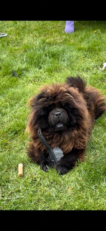 2 year old female chow chow