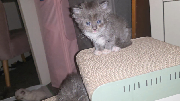 Munchkin cross Ragdoll Kittens