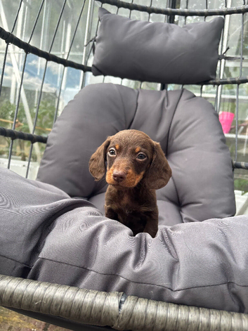 4 dachshund puppy&rsquo;s