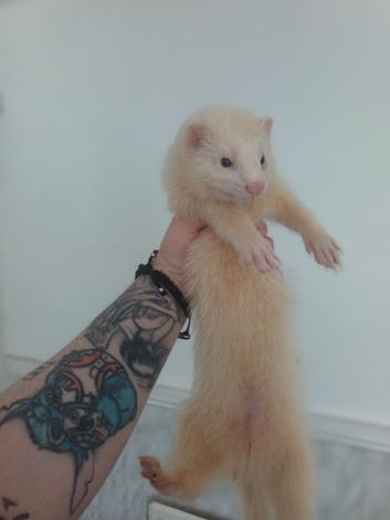 2 white ferrets