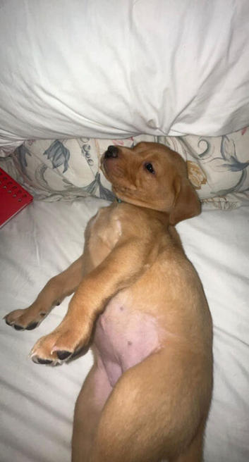 Labrador Retriever puppy