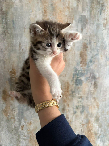 8 WEEK OLD KITTENS READY FOR THEIR FOREVER HOMES