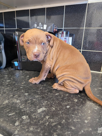 American bulldog