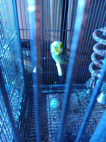 Smallest parrot