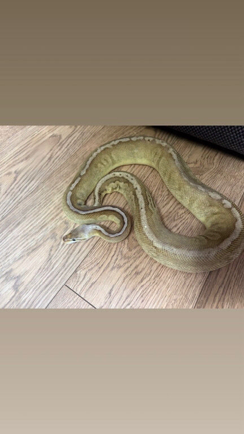 Multiple Royal Pythons For Sale