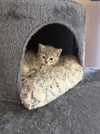 British shorthair kittens , ready now