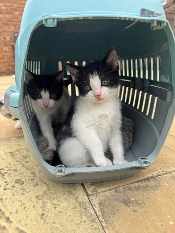 Twin kittens for sale