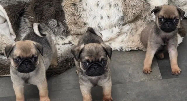 Fabulous KC Registered Pug Puppies