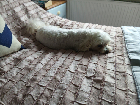 Reluctant sale beautiful boy dog 3.5 yrs ikd