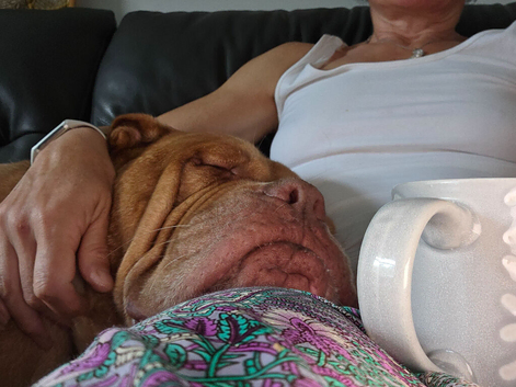Dogue de Bordeaux cross