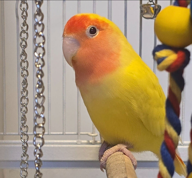 Male Lutino Lovebird