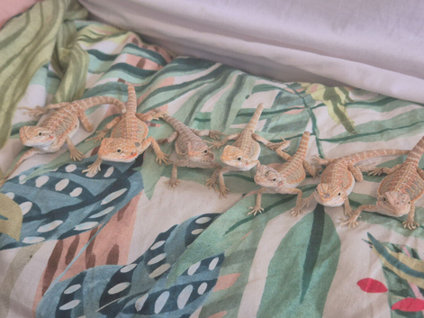 7 beautiful High End double Het Bearded Dragons