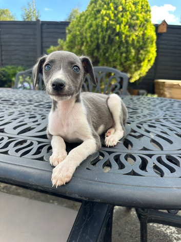 Stunning litter of whippet pups