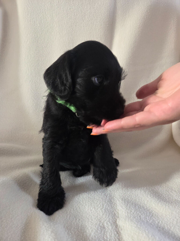 Beautiful Schnockapoo Puppies Seeking Loving