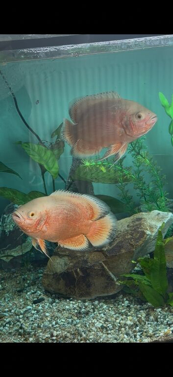 2 high quality Oscar&rsquo;s around 6/7 inches- 50pound the pair