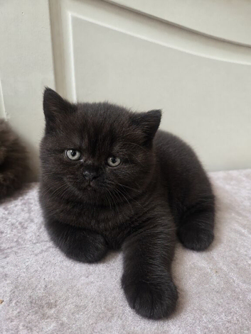 Beautiful Chocolate British Shorthair Kittens | GCCF Registered