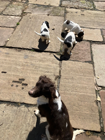 Pedigree English springer spaniel puppies