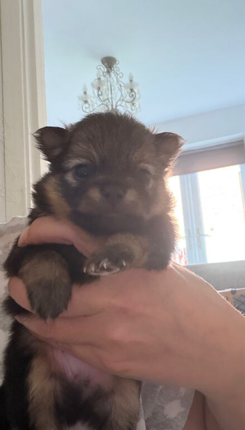 Pomchi 3/4 poms
