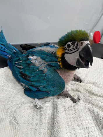 Hand-Rearing Baby Blue & Gold Macaw Parrot