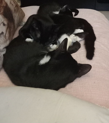 Kittens