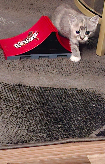 Grey kitten
