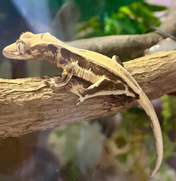 Lilly White Crested Geckos