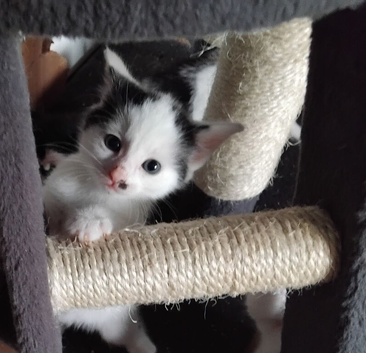 Kitten for sale &pound;100. Each