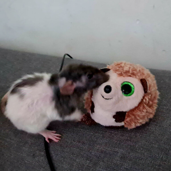 Baby rats for sale