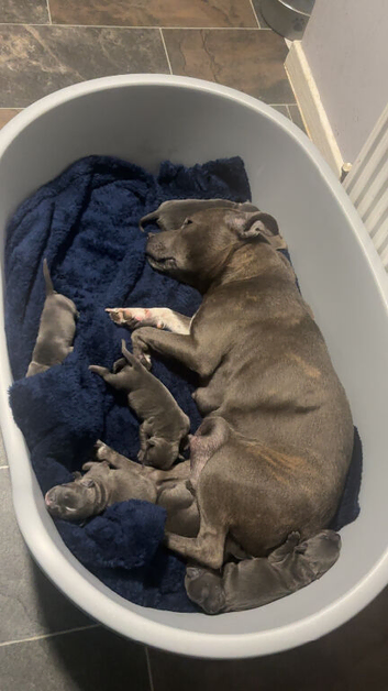 Staffordshire Bull Terrier pups