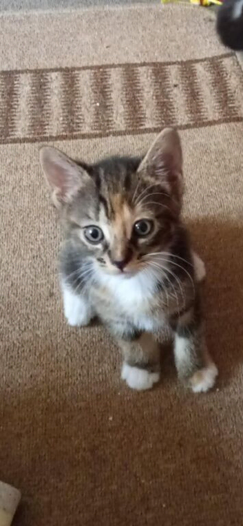 3 kittens ready for loving homes