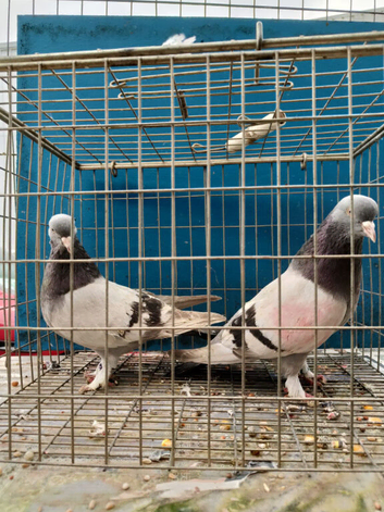 Iraqi tumbler pigeons for sale