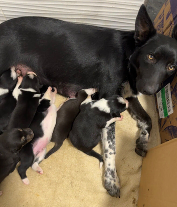 Baby Border Collie Only one available