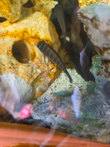 Tropheus firecrackers