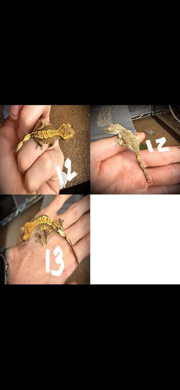 Baby crested geckos multi morph