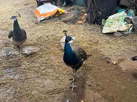 Trio of peacocks