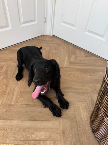 Black Cockerspaniel