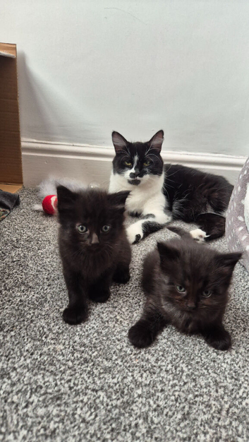 2 kittens for sale