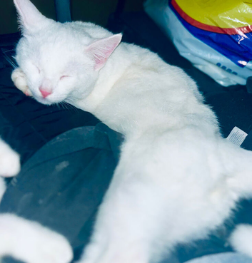 Male full white kitten and tabby