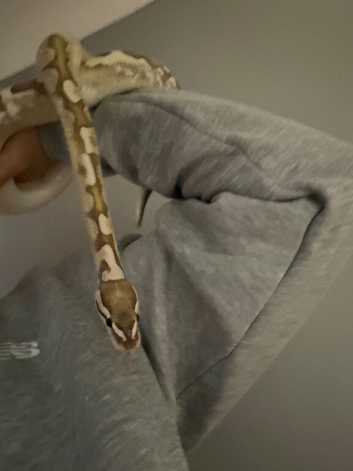 Male royal/ball python