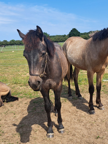 Connemara gelding,yearling